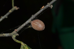 Microtropis wallichiana